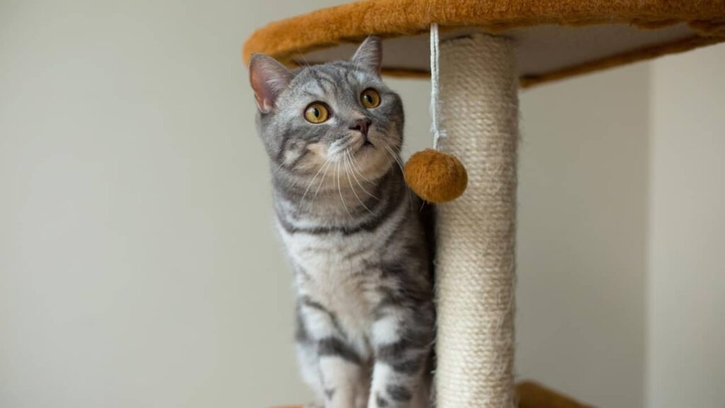 chat-et-jouet (1)