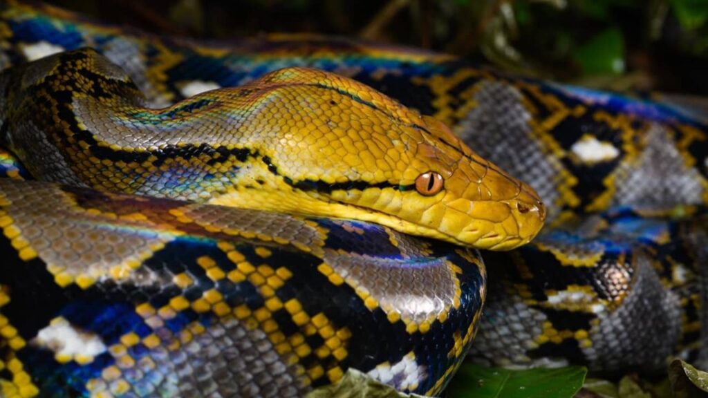 malayopython-reticulatus (1)