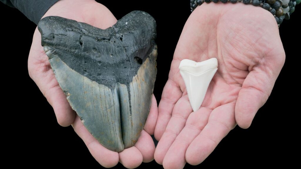 megalodon (1)