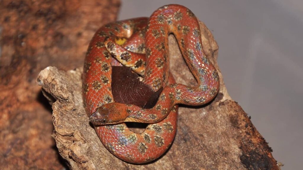 serpents-les-plus-petits-Tropidophis-melanurus (1)