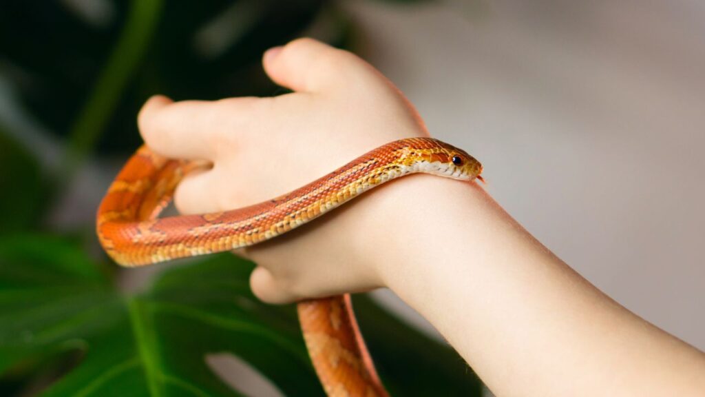 serpents sang froid serpent des bles