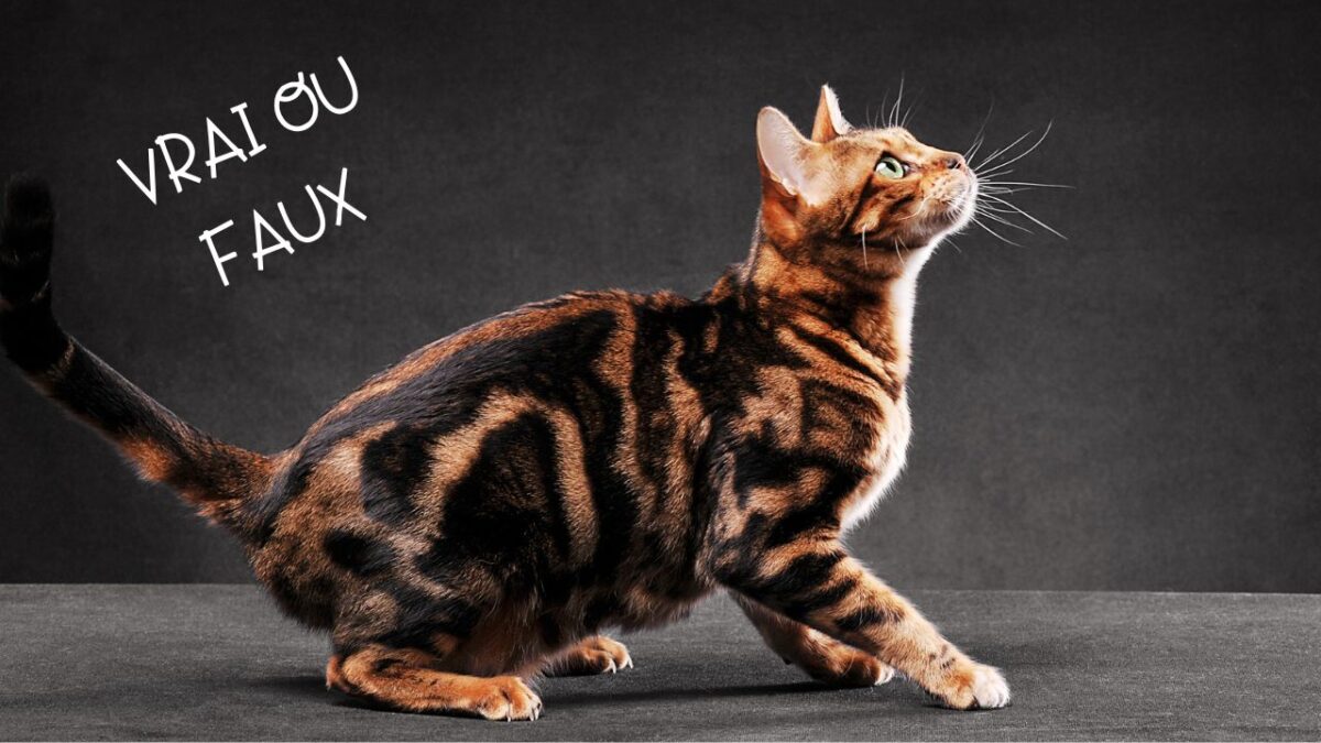 Vrai ou faux : le chat retombe toujours sur ses pattes