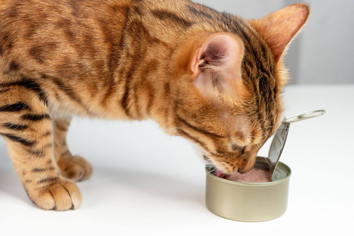 Qu’estce qui justifie l’obsession des chats pour le thon