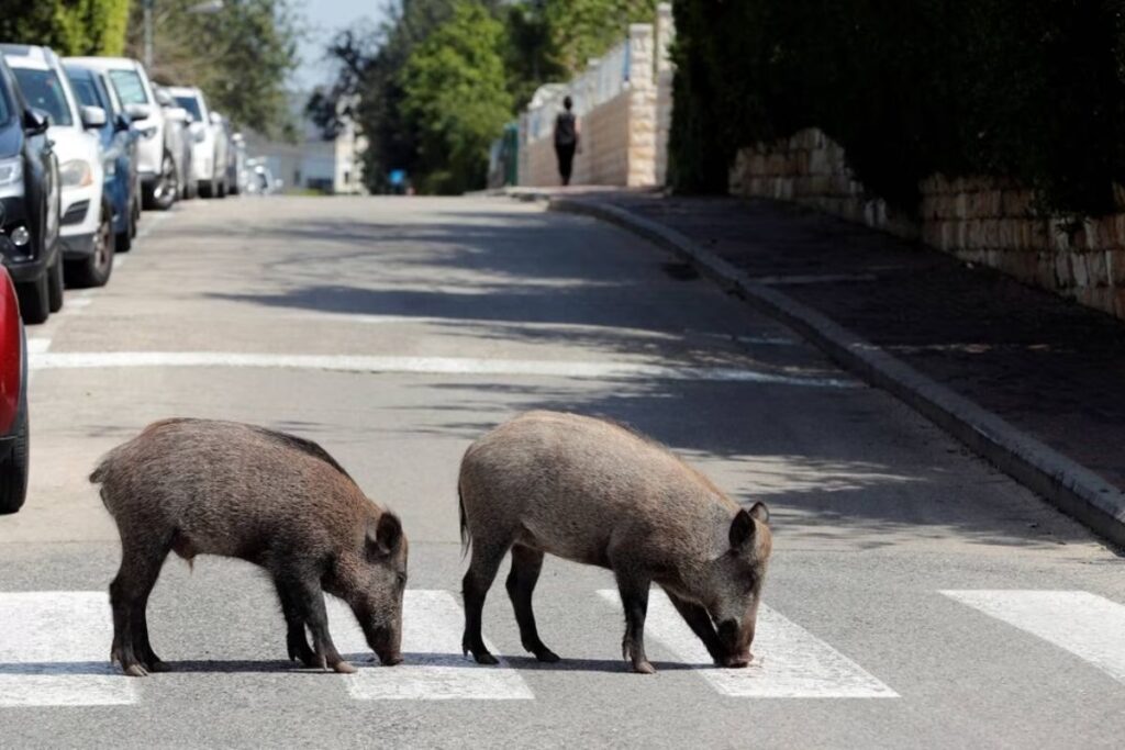 Des sangliers en balade dans les rues de Rouen 