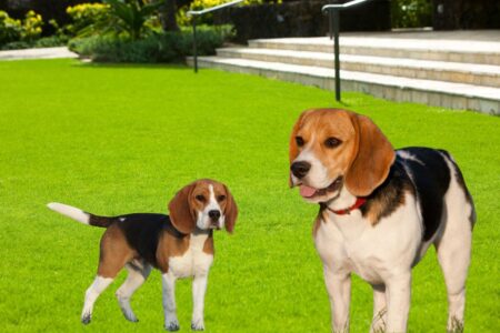 Deux chiens de la race Beagle.