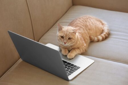 Un chat qui fait preuve d'intelligence