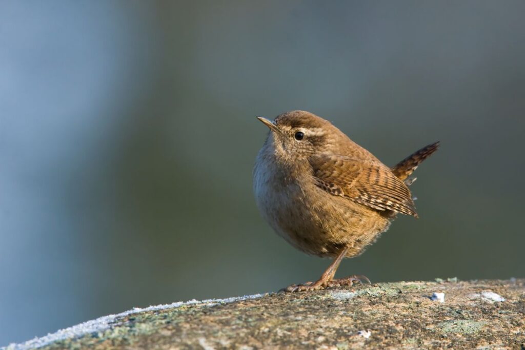 Le troglodyte mignon que tout le monde veut voir dans son jardin.