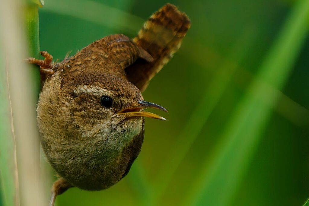 Le troglodyte mignon, l'oiseau aux jolis plumages