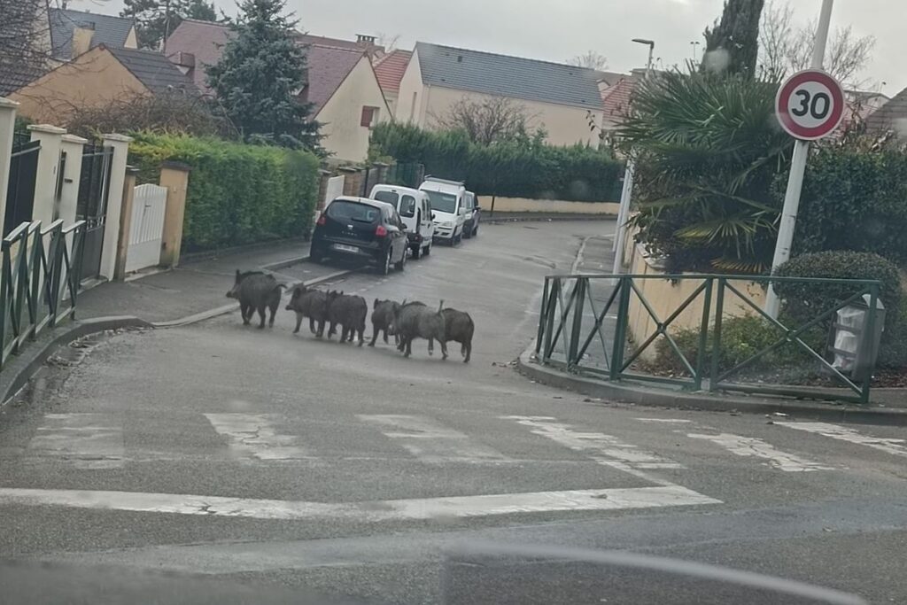 Une famille de sangliers en balade dans les rues de Rouen