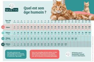 Un tableau permettant la détermination de l'âge humain équivalent d'un chat.