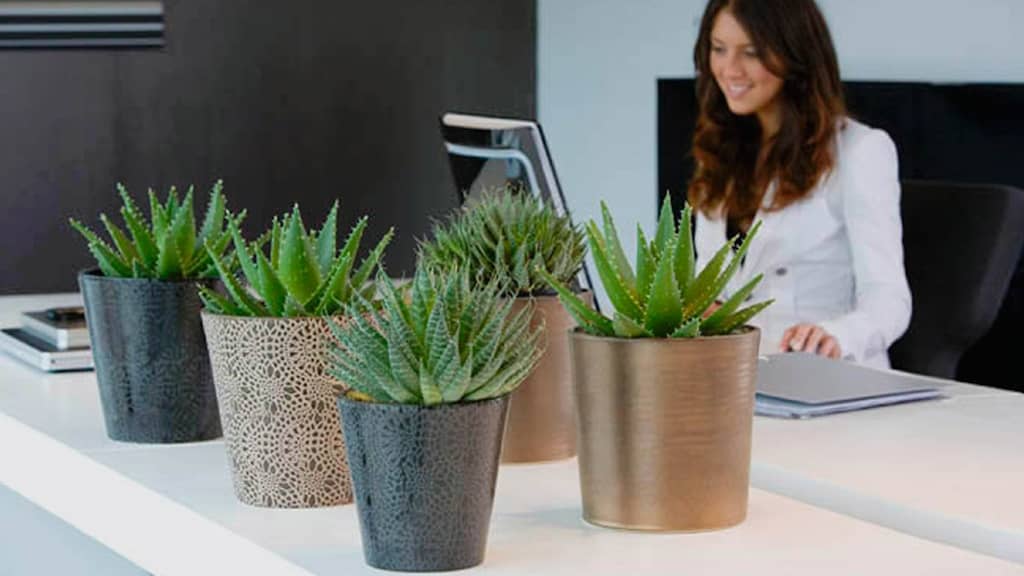 bureau avec plantes