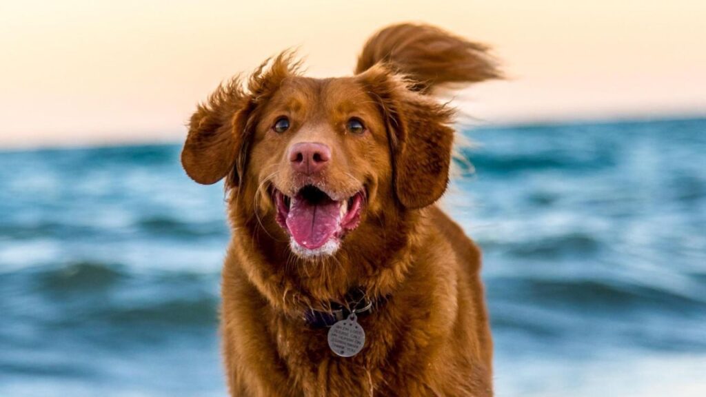 chien plus vieux bobi (1)