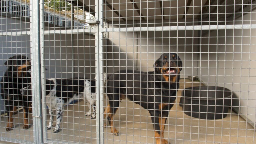 chiens SPA (1)