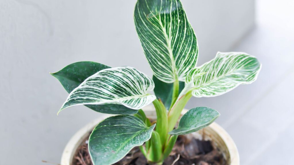 philodendron