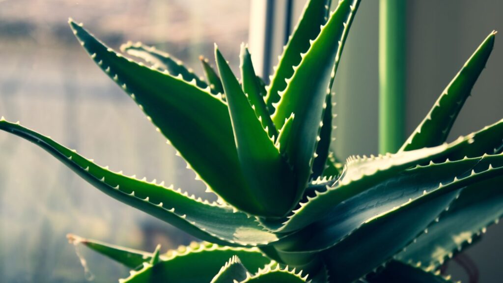 plantes aloe vera