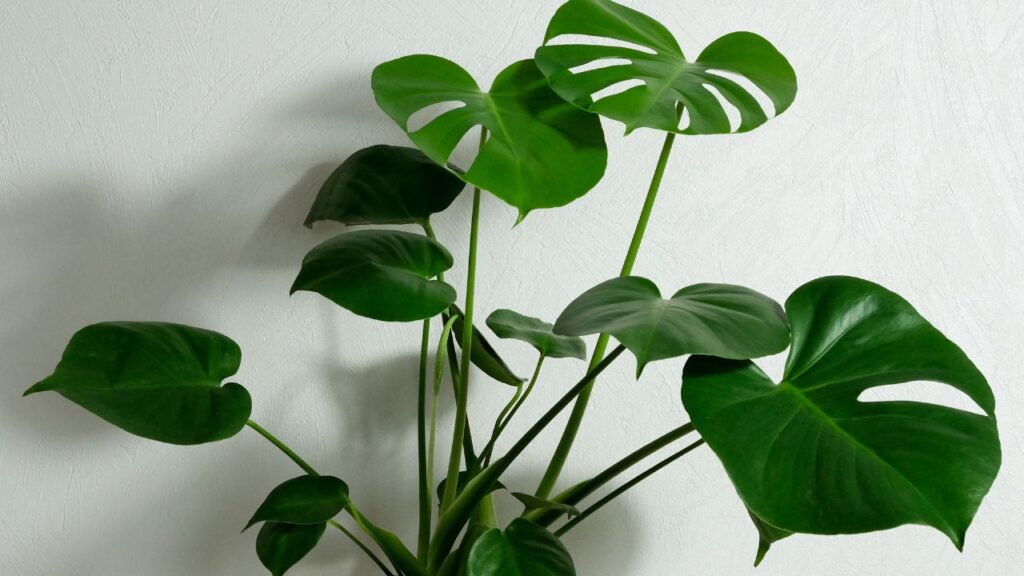 plantes monstera