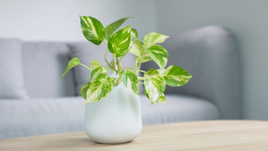 plantes pothos