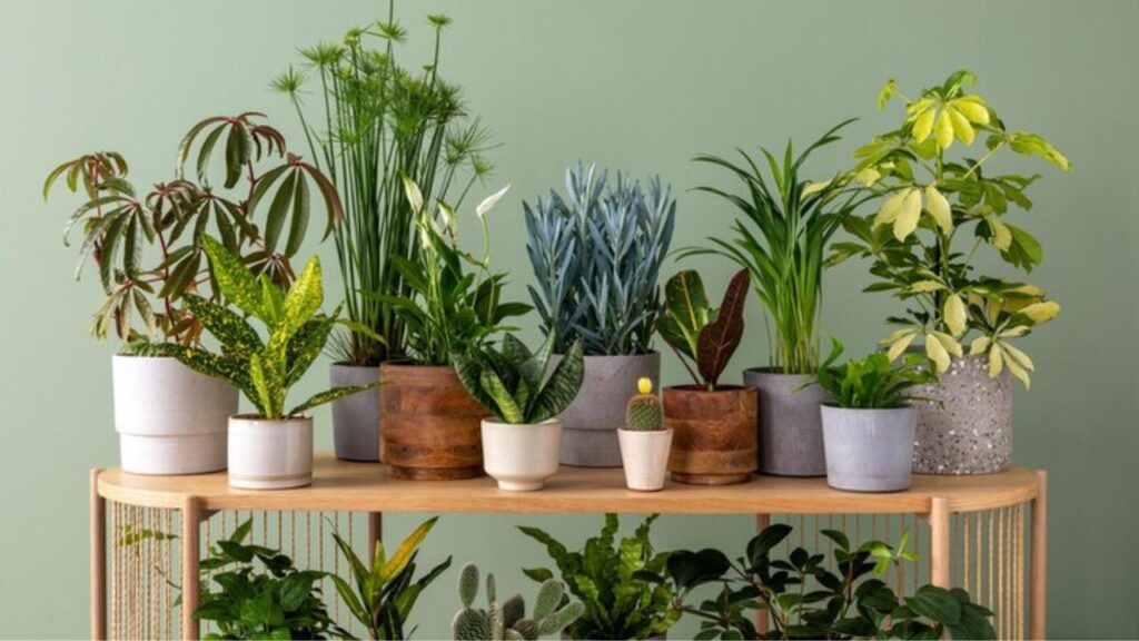 top plantes interieur