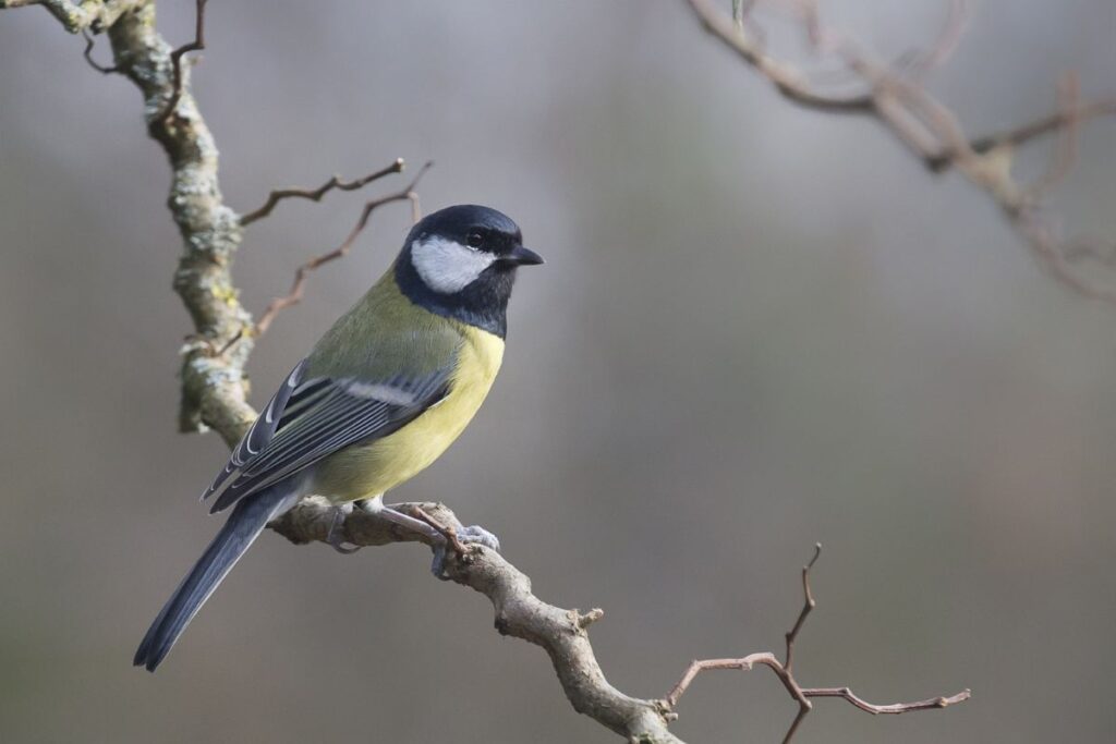De rares oiseaux capables de pondre des œufs tout seul0 