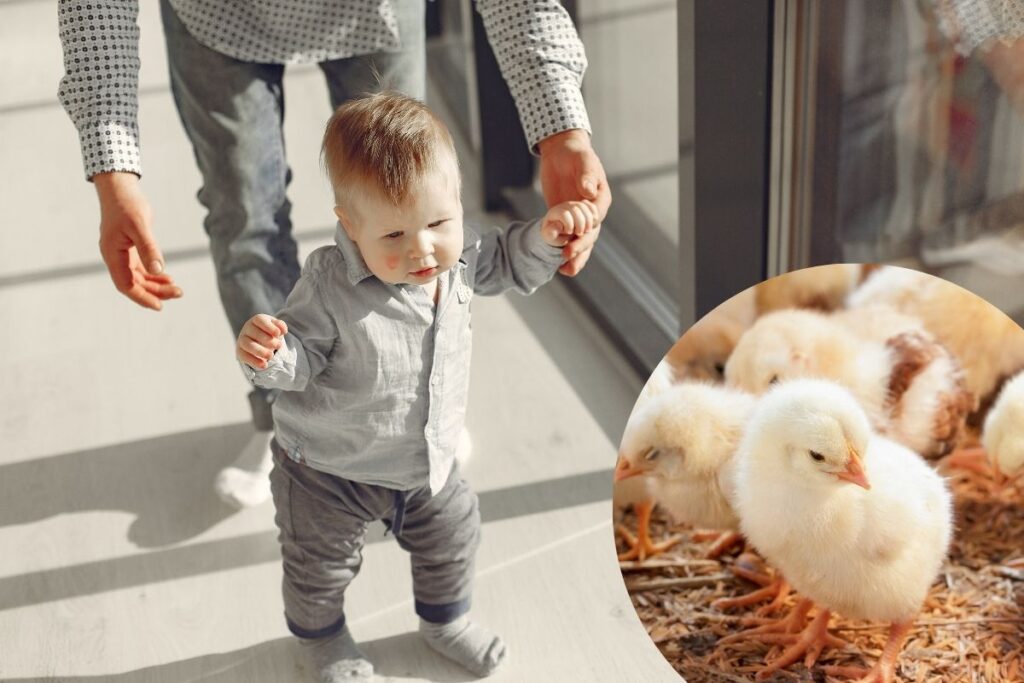 Des poussins d'un jour marchent tandisqu'un apprend la marche