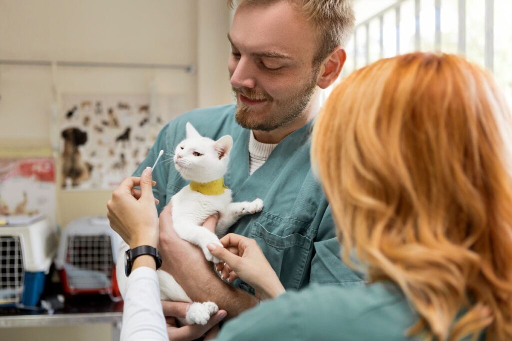 Des soins spécifiques administrés à un chat.