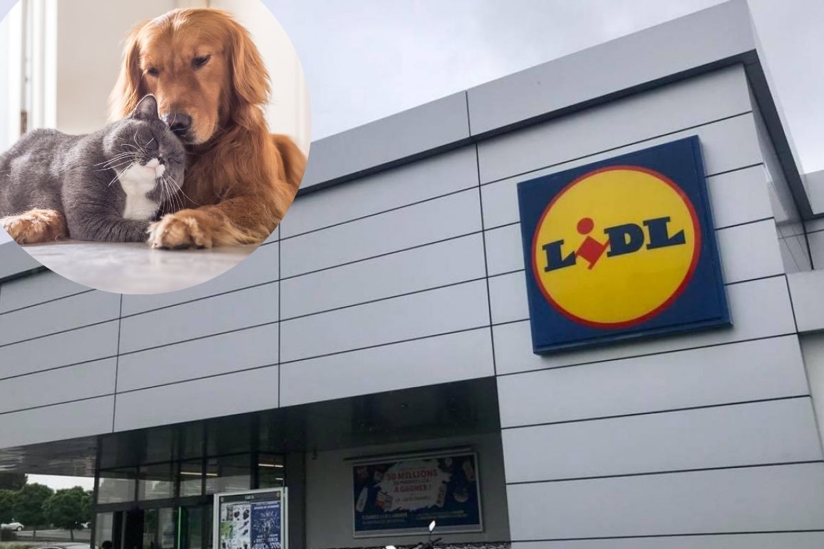 Sitemapcdatahttpswen2windecoocomtondeuse Pour Chien Lidl