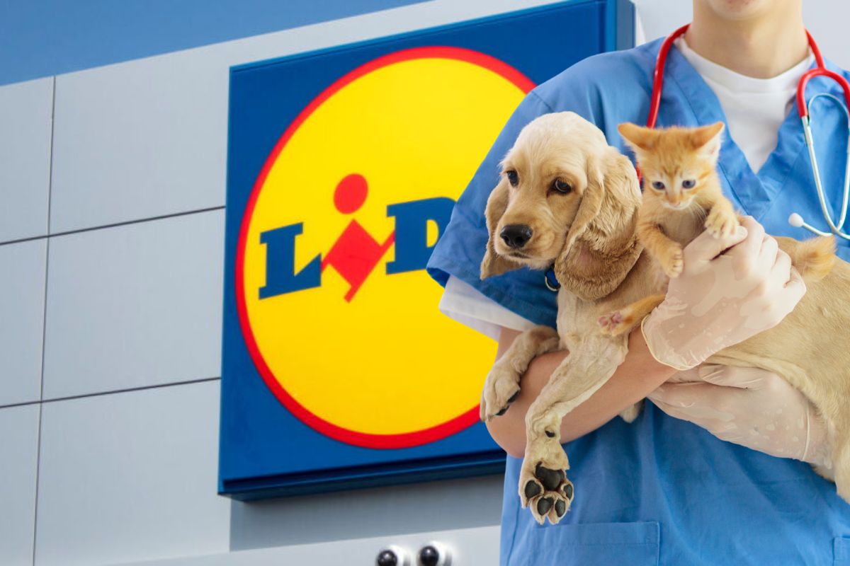Sitemapcdatahttpswen2windecoocomtondeuse Pour Chien Lidl