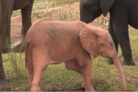 Un éléphant rose dans un parc en Afrique du Sud