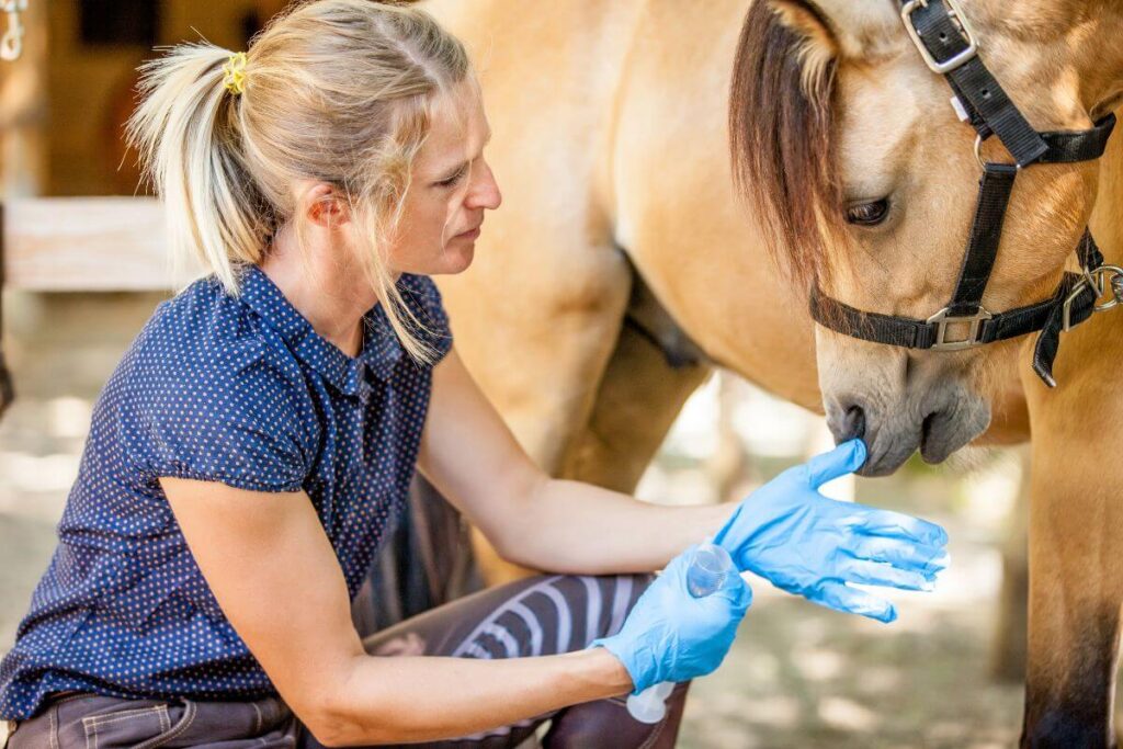 Une femme prend soin de son cheval.