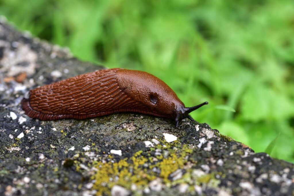 Espèce de limaces hermaphrodites capable de se reproduire toute seule.