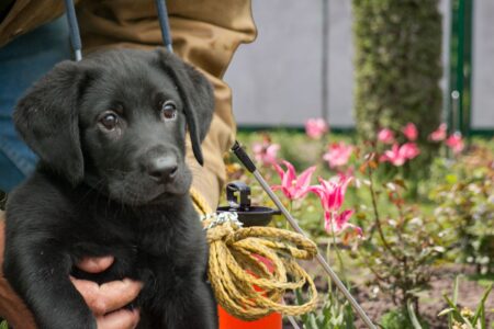 Un chien mis en vente par son propriétaire.