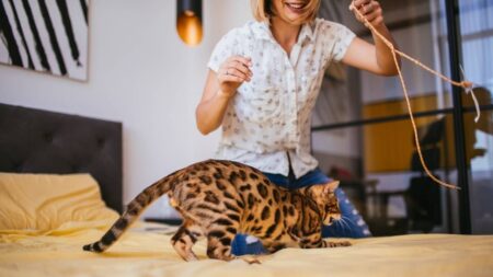 activités-à-faire-avec-votre-chat-jeu (1)