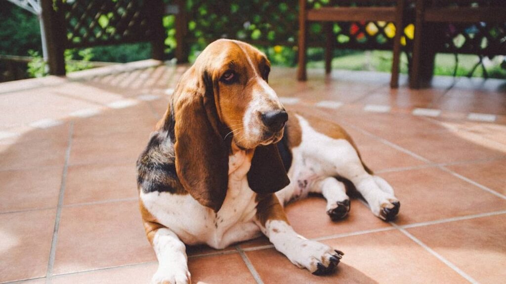 basset-hound (1)