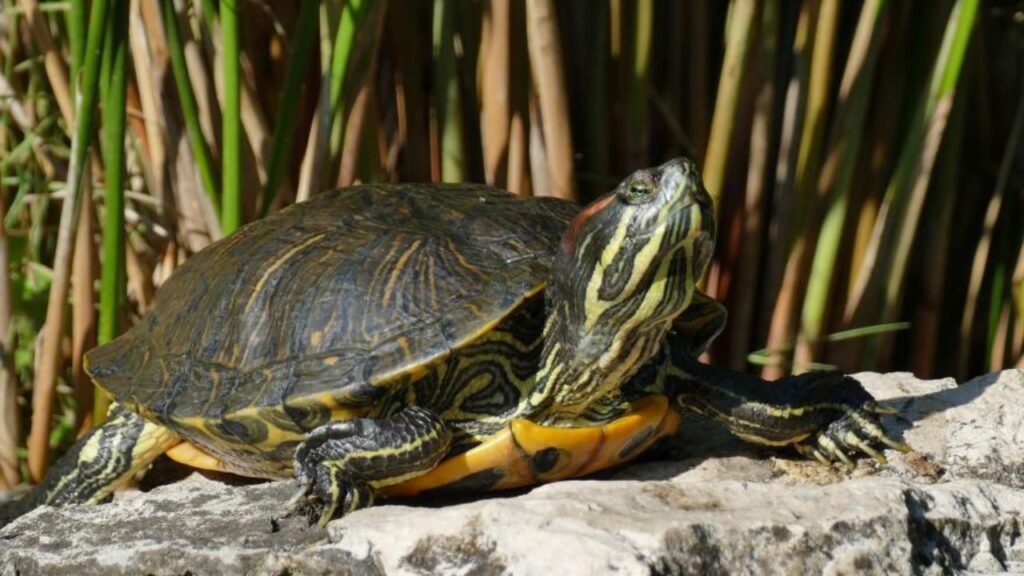 tortue floride france (2)