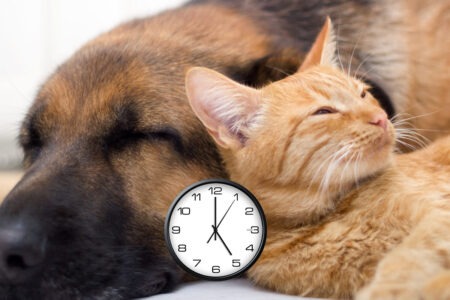 Aidez vos animaux à s'adapter au changement d'heure