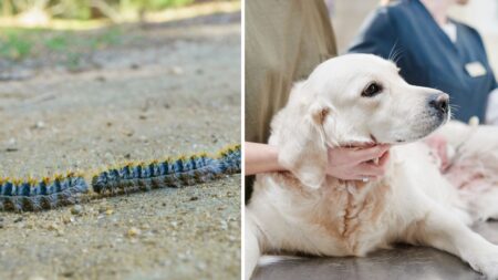 chien chenille processionnaire (1)