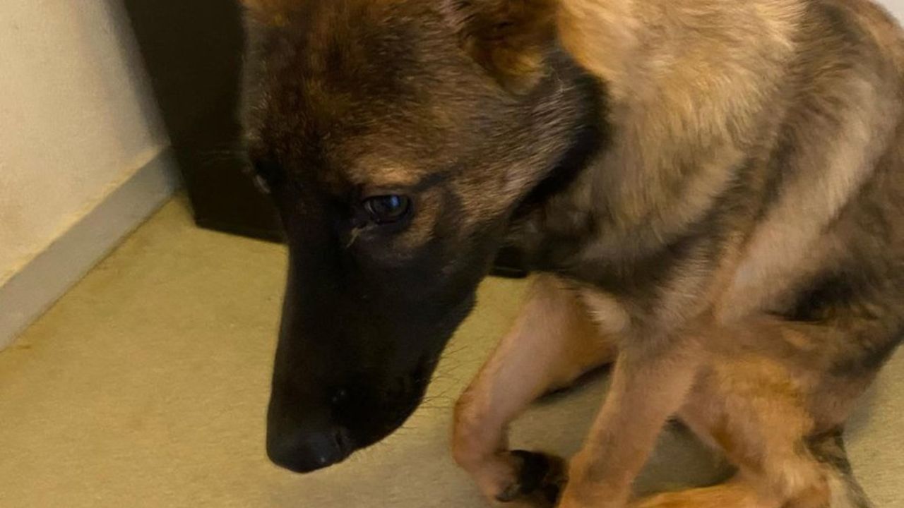 chiot 5 mois sauvetage maltraitance