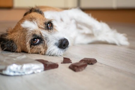 Les dangers du chocolat pour nos animaux