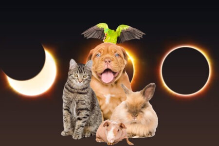 L'impact de l'éclipse solaire sur la faune