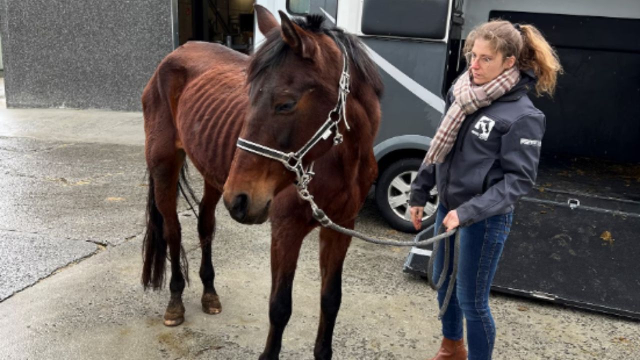 maltraitance chevaux (2)
