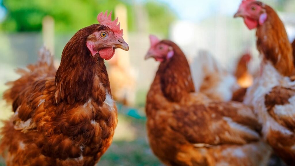 poules intelligence
