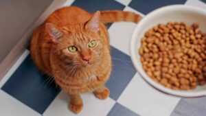 Pourquoi choisir des croquettes pour chat sans céréales ?