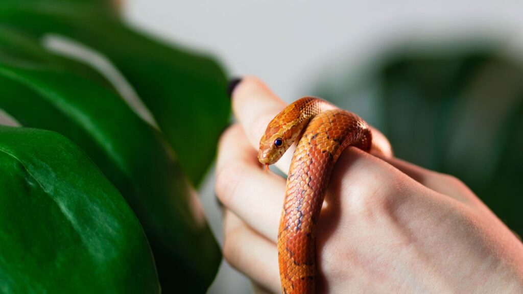 serpent-des-bles