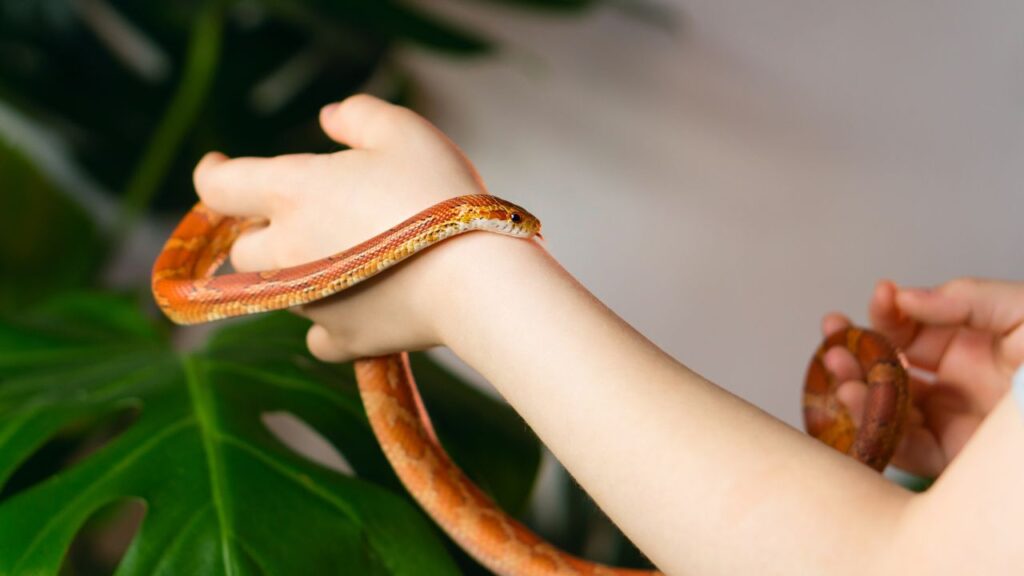 serpent-des-bles