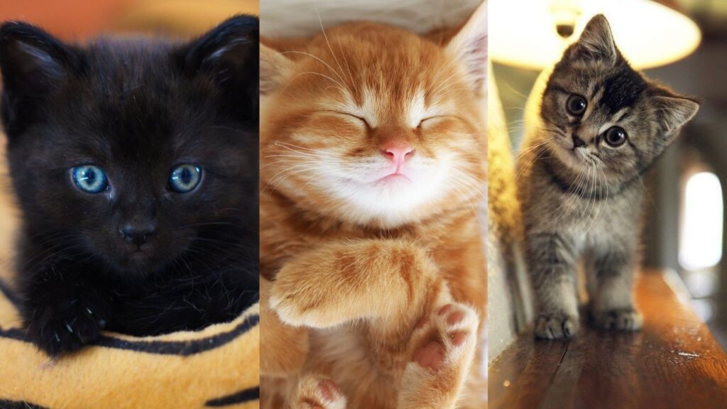 test personnalite chaton