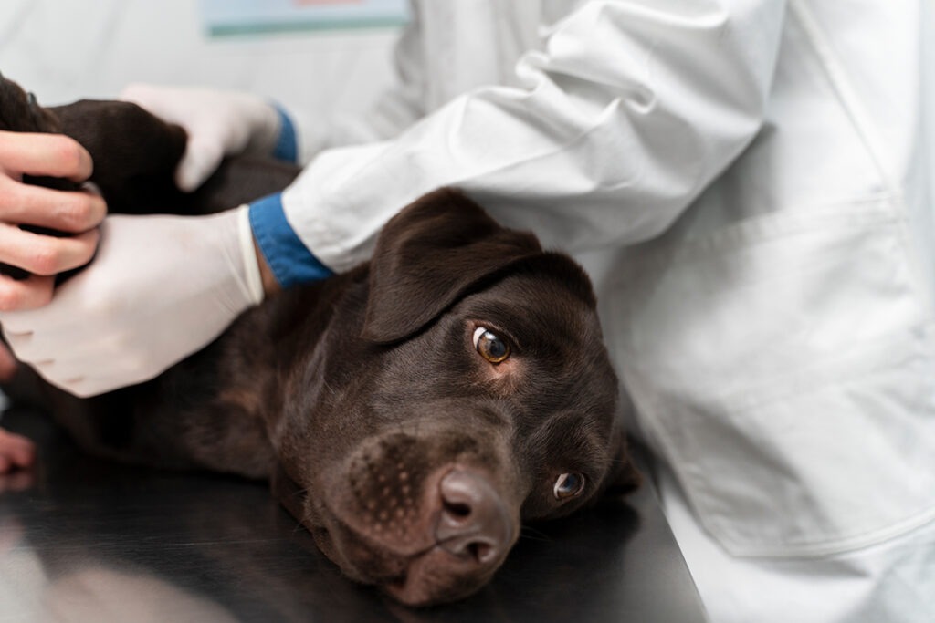 Implications de la découverte selon laquelle nous transmettons plus de virus aux animaux que nous ne le pensions