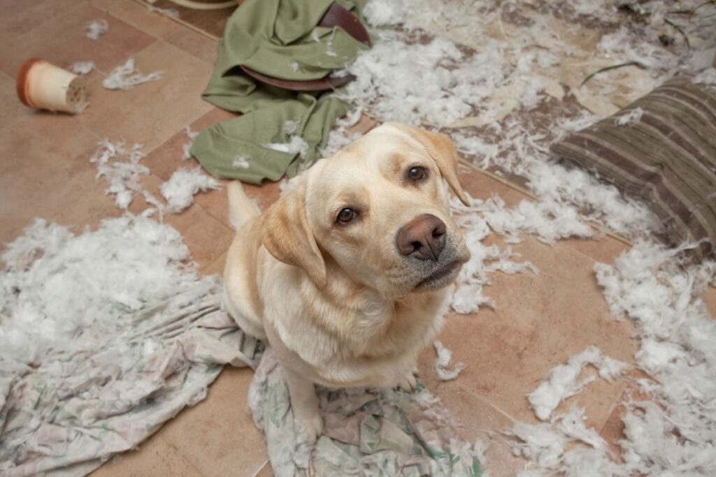 Astuces pour dresser un chien destructeur