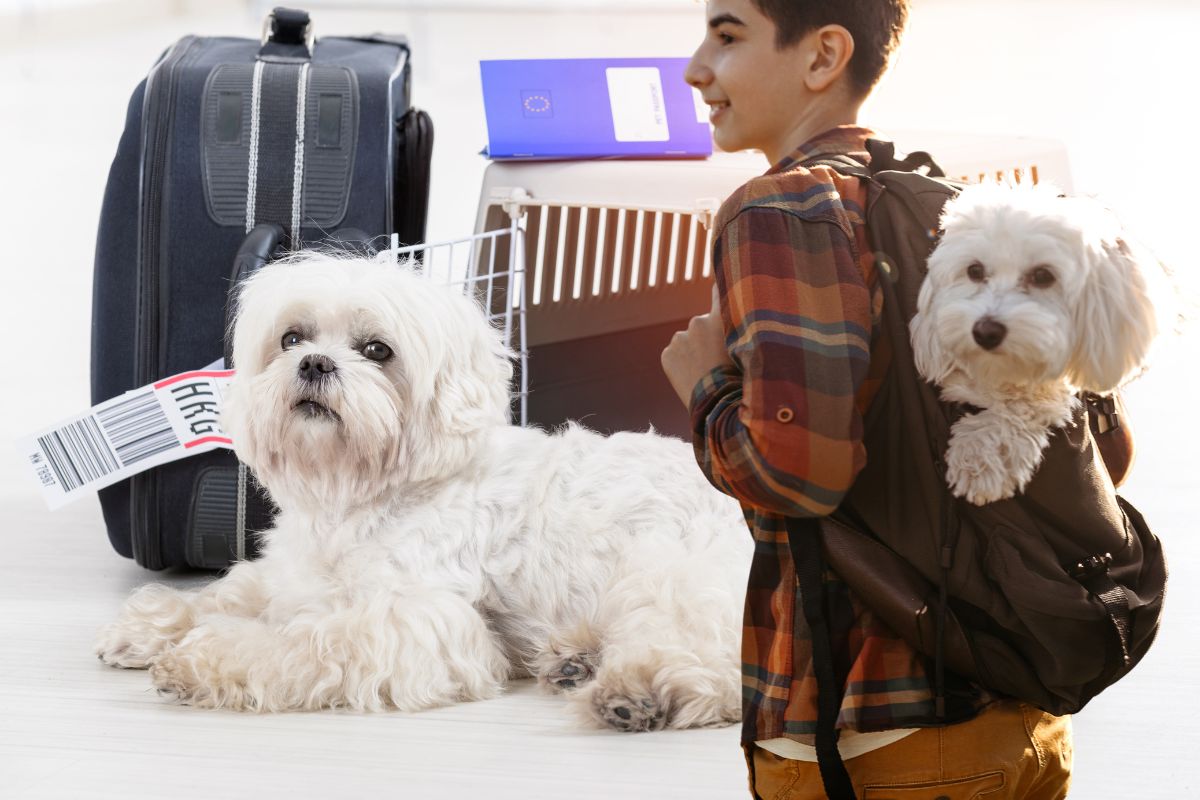 Organisation de vacances avec les animaux de compagnie