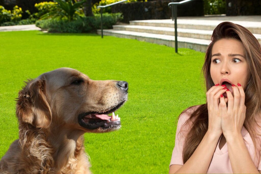 Un chien détecte la peur d'une femme.