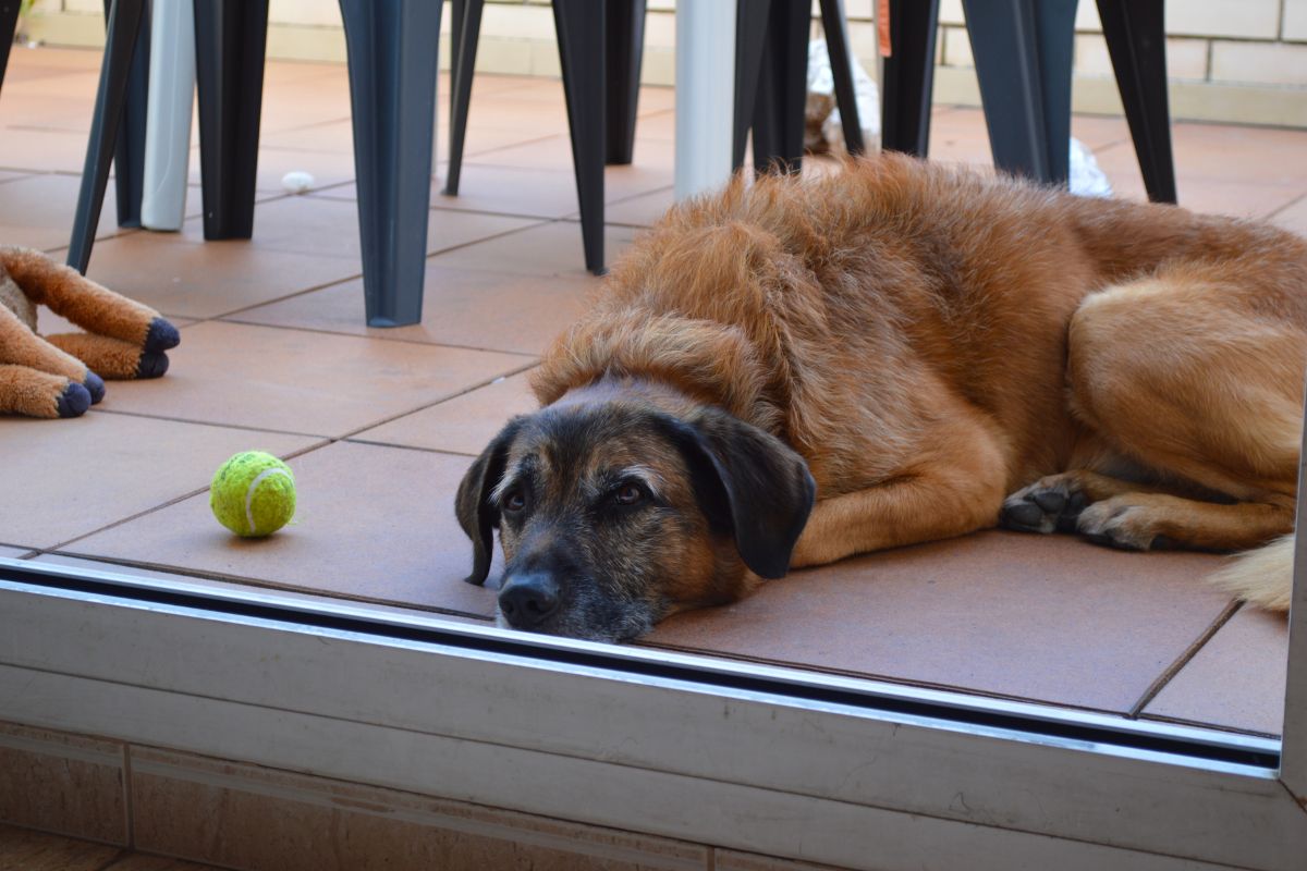 Un chien présentant des signes de l'ennui